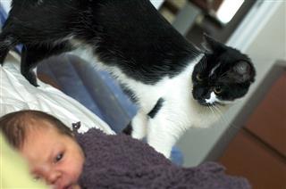 prepara al gato para la llegada de un bebé