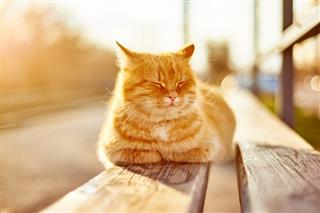 Carcinoma de epidermoide en gatos: cómo proteger a mi gato de este cáncer de piel ?