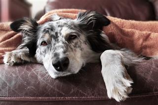 Coronavirus para perros: cómo proteger a mi animal y puede infectarme ?