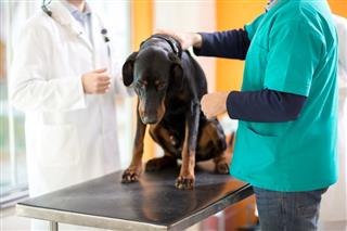 Quimioterapia para perros: qué esperar para su perro con cáncer ?