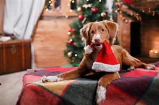 Después de Navidad, los cachorros recibidos como regalos ya se venden en Internet
