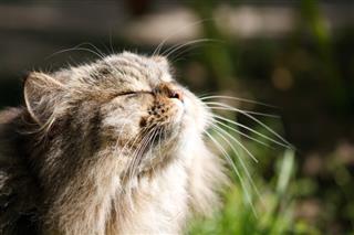 Carcinoma de epidermoide en gatos: cómo proteger a mi gato de este cáncer de piel ?