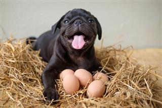¿Pueden los perros comer huevos? ? Crudo, cocido o con la cáscara ?