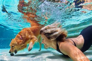 perro de natación