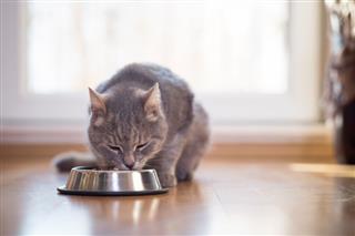 Cómo alimentar bien a tu gato esterilizado ?