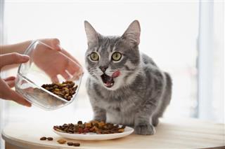Cómo alimentar bien a tu gato esterilizado ?