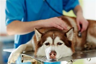 Quimioterapia para perros: qué esperar para su perro con cáncer ?