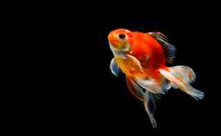 Adopta un pez dorado: 6 cosas que debes saber !