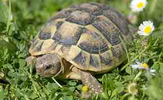 Adopta una tortuga: 4 cosas que debes saber !