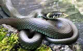 La serpiente, serpiente inofensiva: dónde y cómo vive ?