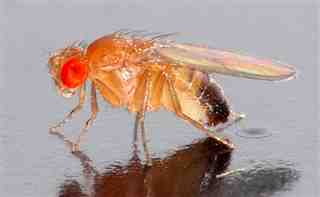 Drosophila: ¿cómo vive ella? ? Cómo erradicarlo de la casa ?