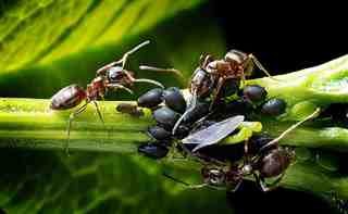 Cómo viven las hormigas ? Qué organización en el hormiguero ?