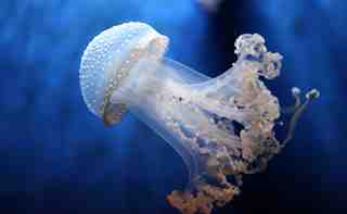 La medusa 