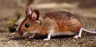 sylvestre (Apodemus sylvaticus) o mouse de campo ordinario