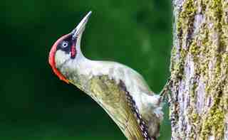 El pájaro carpintero o verde, un hermoso pájaro con ruido característico cuando golpea los troncos de los árboles