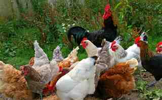 ¿Cuáles son las enfermedades más comunes en las gallinas? ?