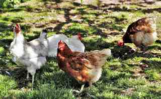 criar gallinas ponedoras en casa