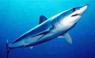 70 km / h para el tiburón mako