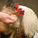 10-alimentos-toxicos-o-peligrosos-para-gallinas