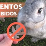 10-alimentos-toxicos-y-peligrosos-para-conejos
