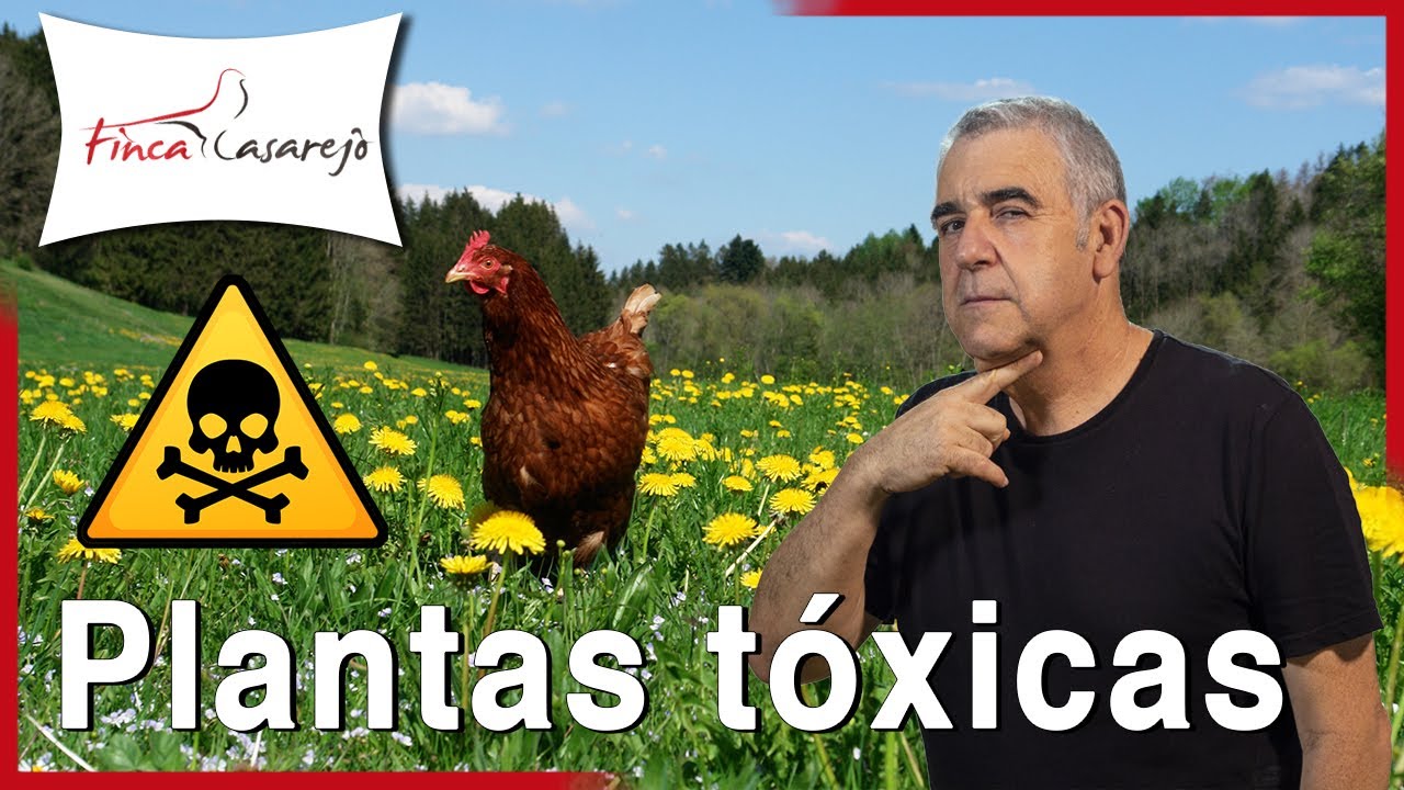 10-plantas-toxicas-para-las-gallinas