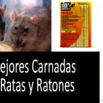 12-alimentos-toxicos-o-peligrosos-para-el-raton-mascota