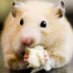 12-alimentos-toxicos-y-peligrosos-para-el-hamster