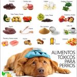 13-alimentos-toxicos-para-los-perros-alimentar-a-su-perro