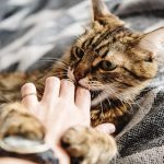 3-consejos-para-aliviar-a-un-gato-intranquilo-sanar-a-su-gato