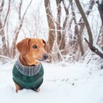 3-consejos-para-ayudar-a-tu-cachorro-a-pasar-el-invierno-trata-a-su-perro