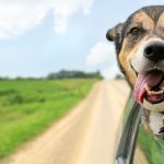 3-consejos-para-no-perder-a-su-perro-o-gato-este-verano-viajar-y-jugar-con-su-perro