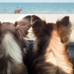 3-ideas-para-aprovechar-al-maximo-las-vacaciones-con-su-perro-o-gato-viajar-y-jugar-con-su-perro