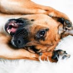 4-remedios-naturales-para-combatir-el-estres-de-su-perro-trate-a-su-perro