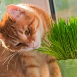 5-antidotos-de-la-abuela-para-disuadir-a-su-gato-de-comer-plantas-de-interior-educar-a-su-gato