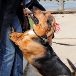 5-consejos-para-evitar-que-tu-perro-salte-sobre-ti-educar-a-su-perro