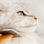 5-consejos-para-lidiar-con-la-muda-del-gato-en-la-primavera-manten-a-tu-gato