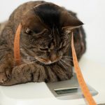 5-consejos-para-lograr-que-su-gato-pierda-peso-nutre-a-su-gato