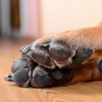 5-consejos-para-proteger-las-almohadillas-de-su-perro-de-la-quema-de-tierra-trate-a-su-perro