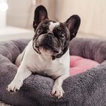 5-consejos-para-tener-un-bulldog-en-buena-forma-mantener-a-su-perro