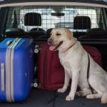 5-consejos-para-viajar-en-automovil-con-su-perro-viajar-y-jugar-con-su-perro
