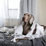 5-malos-habitos-que-reducen-la-esperanza-de-vida-de-tu-perro-cura-a-su-perro