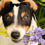 5-peligros-de-la-primavera-para-el-perro-tratar-a-su-perro