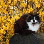5-riesgos-de-la-primavera-para-el-gato-trata-a-su-gato