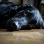 5-soluciones-para-sacar-a-su-perro-de-su-depresion-comprenda-a-su-perro