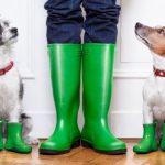 6-actividades-relacionadas-con-su-perro-cuando-llueve-viajar-y-jugar-con-su-perro