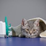 6-antidotos-de-la-abuela-para-la-alergia-al-gato-sostener-a-tu-gato
