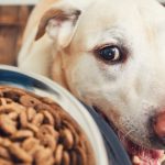 6-buenas-razones-para-alimentar-a-su-perro-con-comida-casera-alimenta-a-su-perro