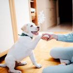 6-buenas-razones-para-practicar-cani-marche-con-su-perro-manten-a-tu-perro