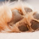 6-consejos-para-cuidar-las-piernas-de-su-perro-mantener-a-su-perro