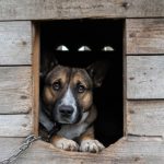 6-cosas-que-hacer-para-asegurar-la-casa-de-su-perro-mantener-a-su-perro